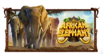 African Elephant