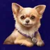 Diamond Doggies