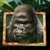 Gorilla Kingdom